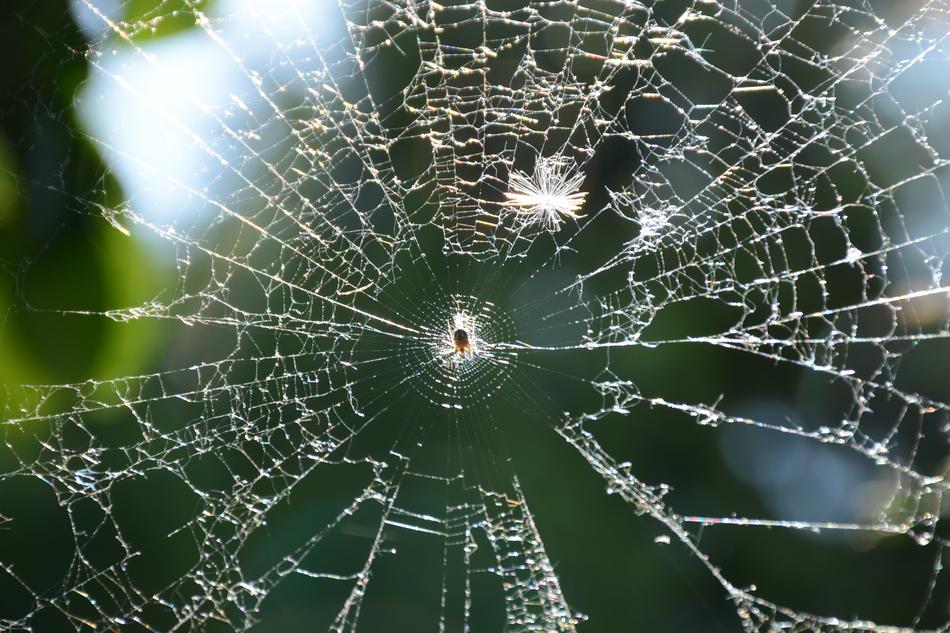 Web Spider Morning
