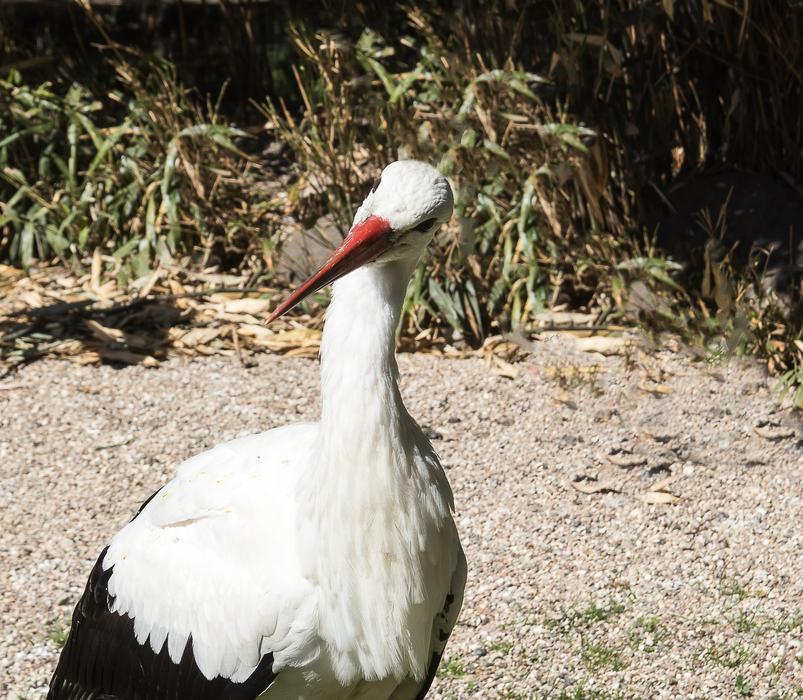 stork looking at the camera