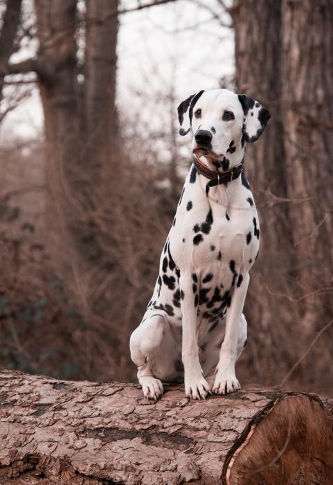 Dog Animal Nature