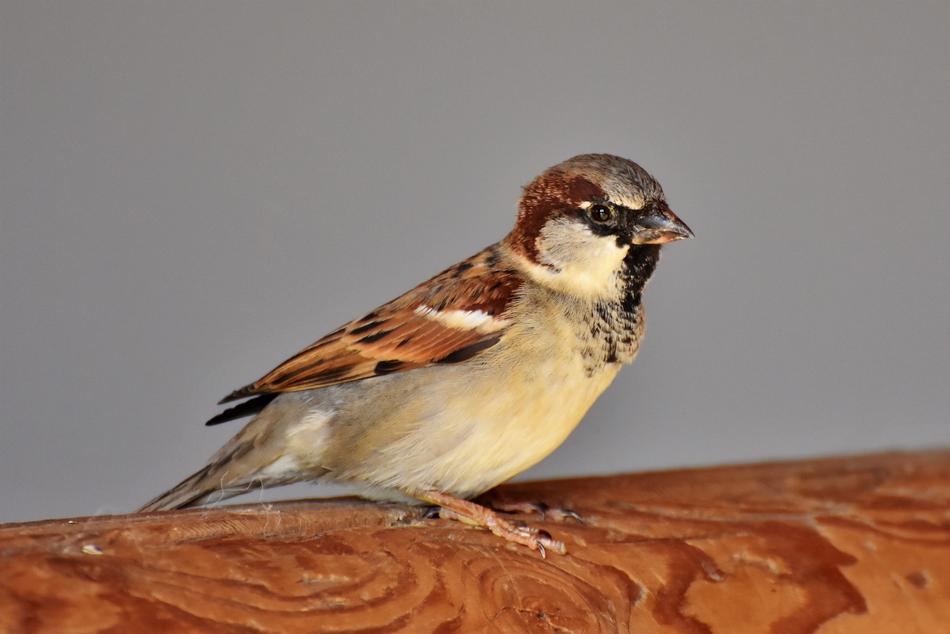Sparrow Sperling Bird