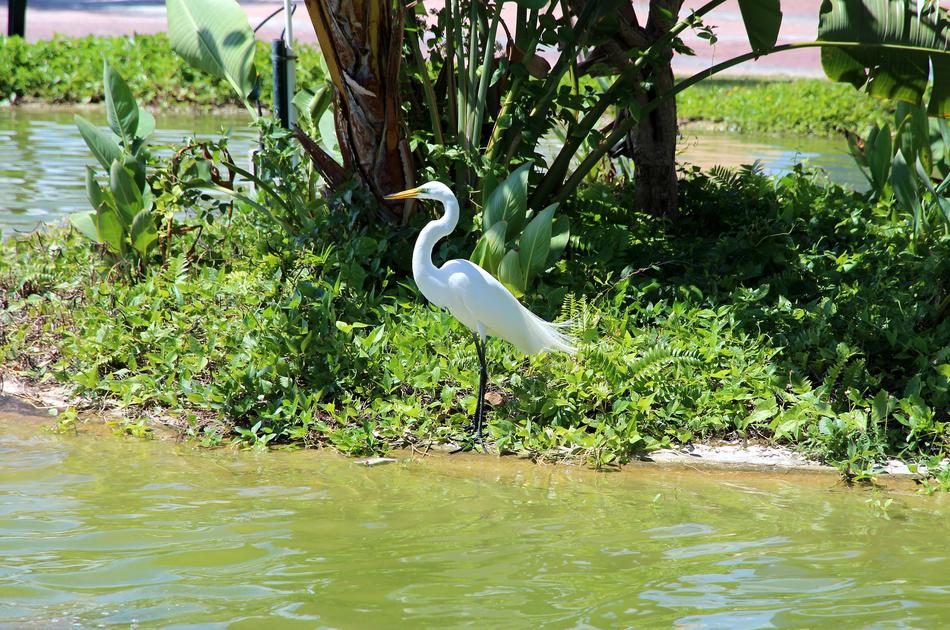 Heron Ardea Alba Egret Not