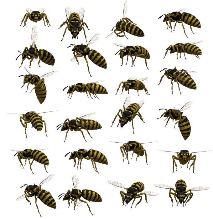 wasp yellowjacket hornet insect