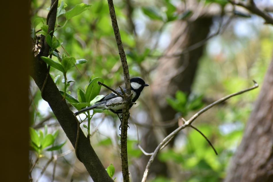 Animal Forest Wood