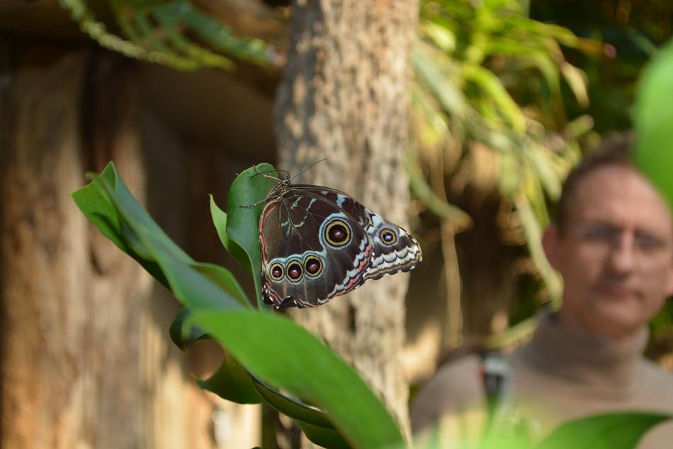 Butterfly Botany Animal