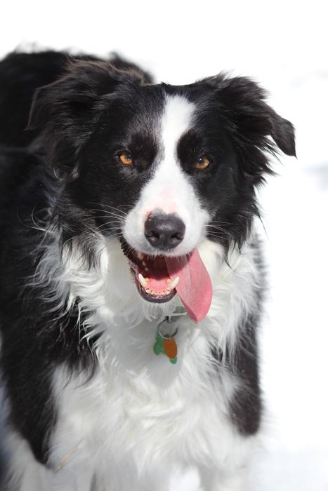 Border Collie Dog