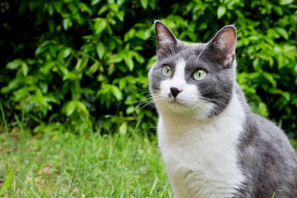 Cute Animals Pet