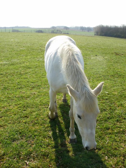 Horse White Animal