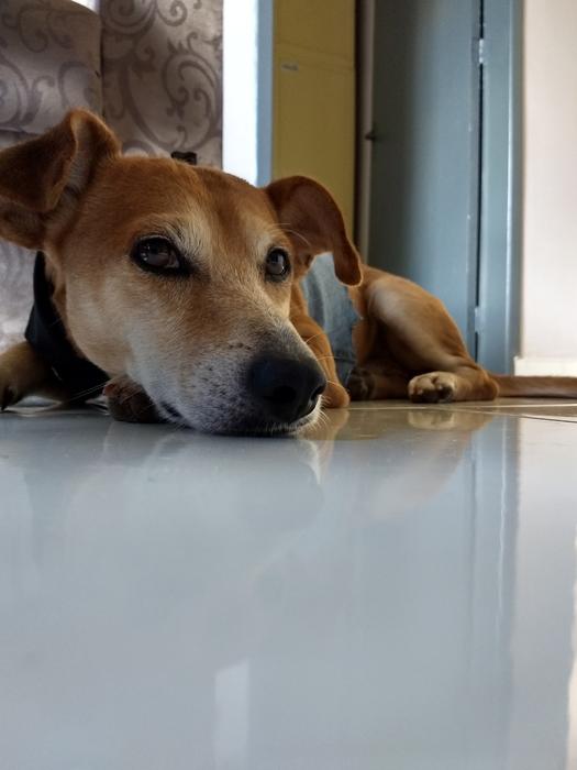 Dog Beautiful Love