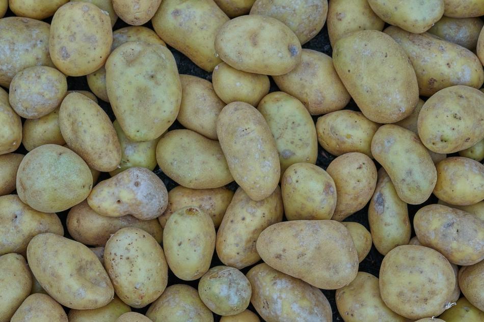 ripe harvest of pure potatoes