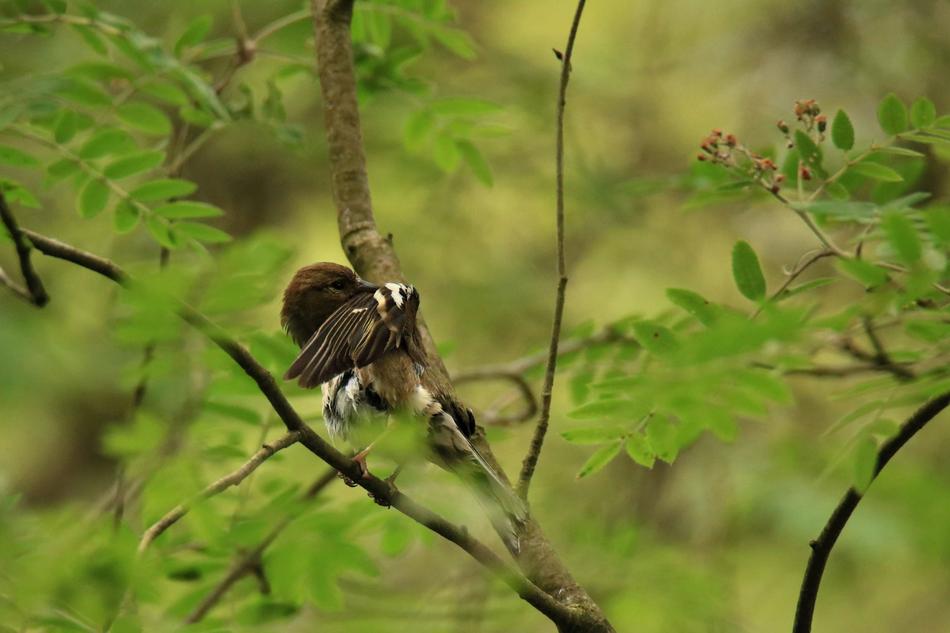 Songbird Bird Clean