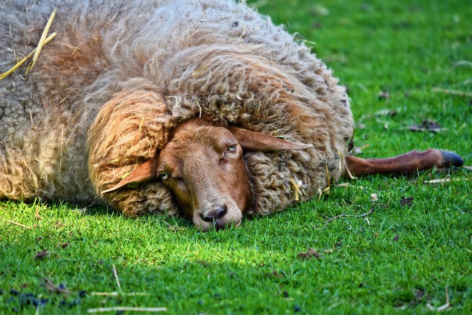 Sheep Ewe Animal