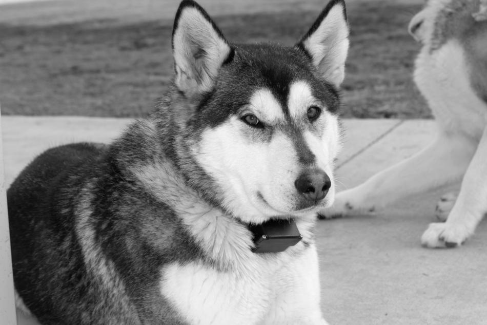 Siberian husky looking at the camera