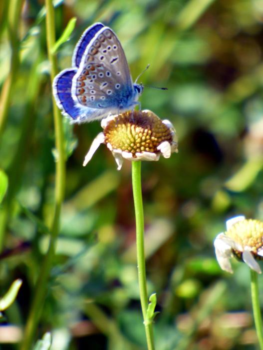 Butterfly Blue Insect