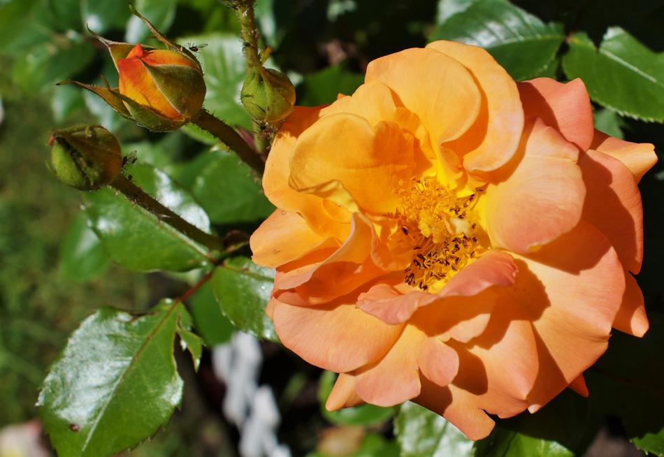 orange rosebud in the garden