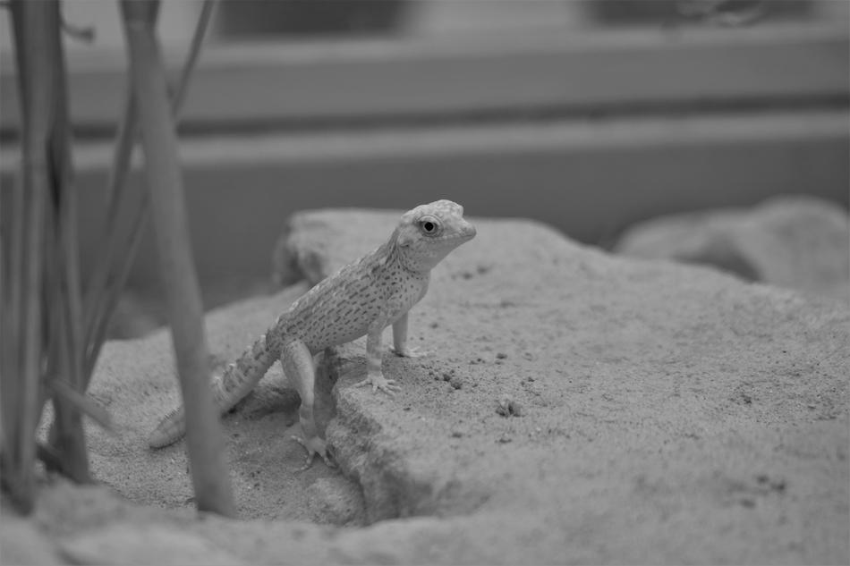white lizard in the sand