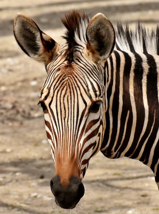 Zebra Wild Animal Zoo