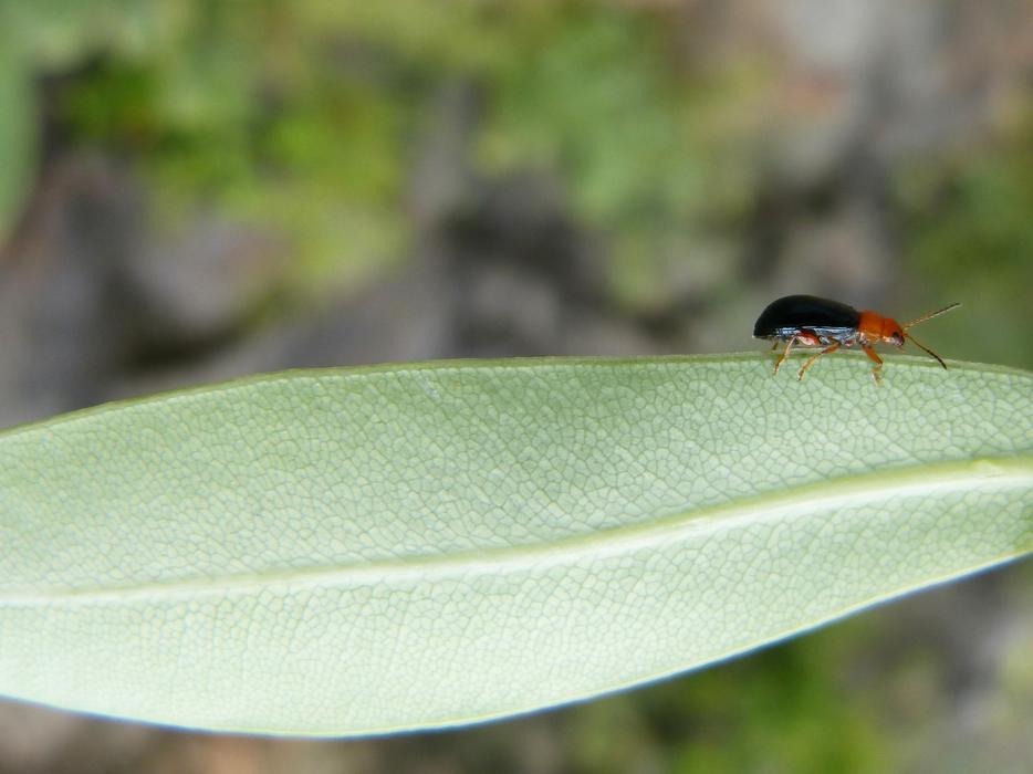 Weevil Beetle Leaf
