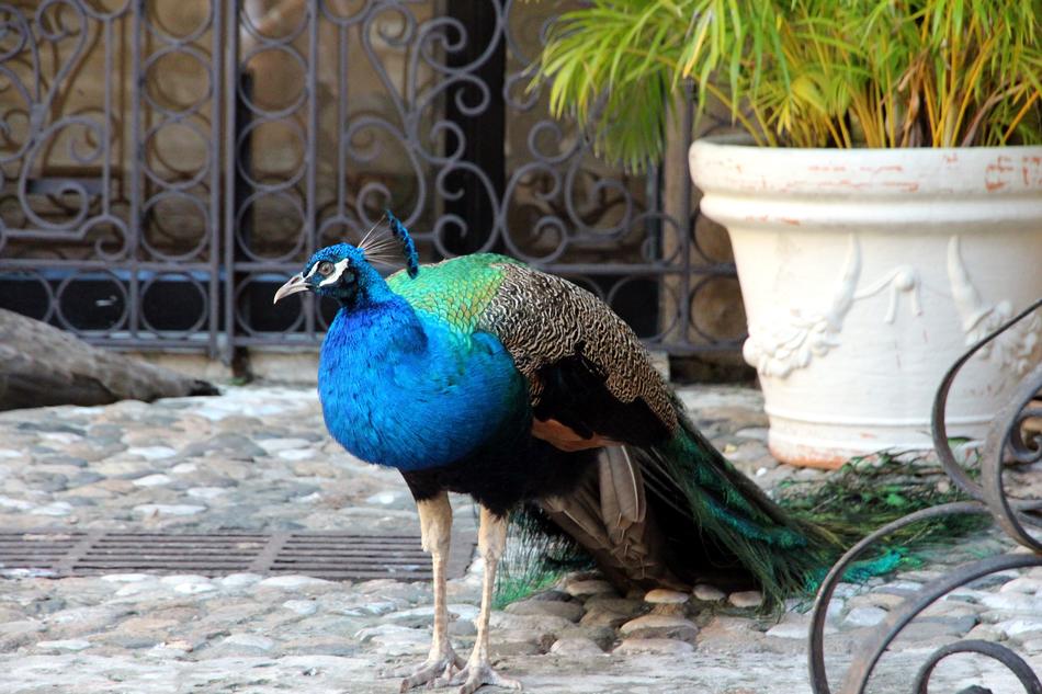 Peacock Tail Bird Not