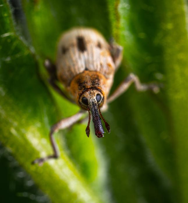 a dangerous beetle on green grass