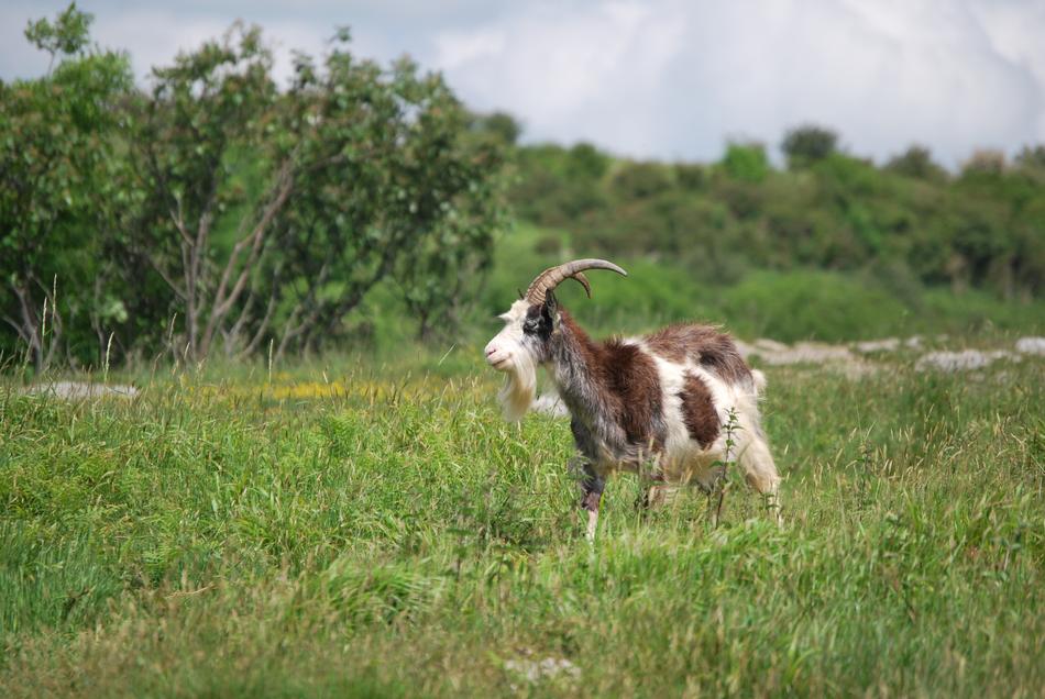 goat grass meadow