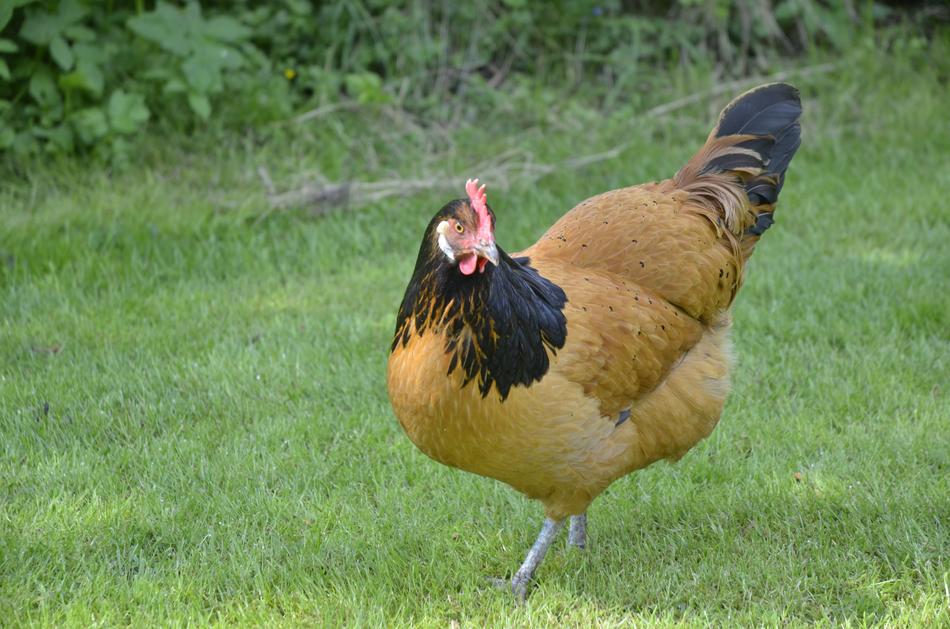 hen walking in the meadow
