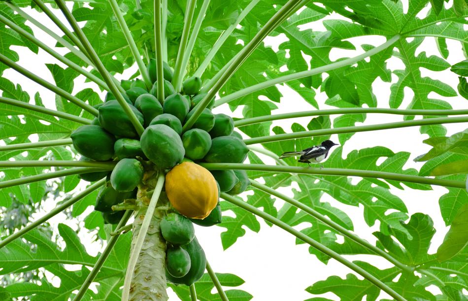 Tasty tropical papaya on a tree