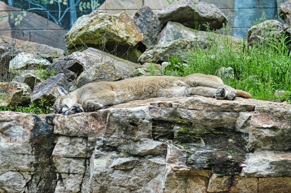 Puma resting on the rocks