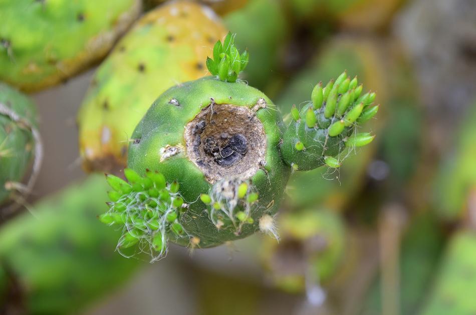 small plant in the garden