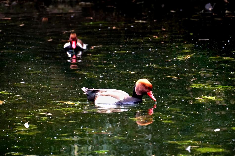 Bird Ducks Piston Duck