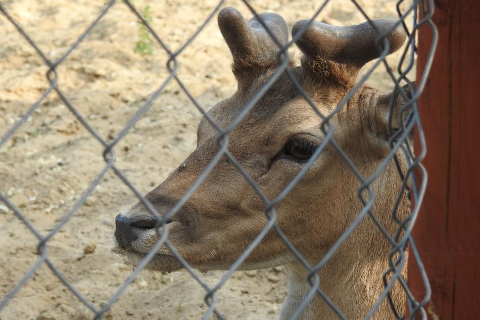 Sarna Zoo The Deer