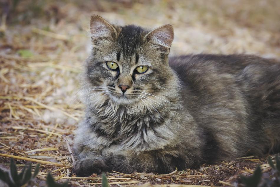 Cat Animal Nature