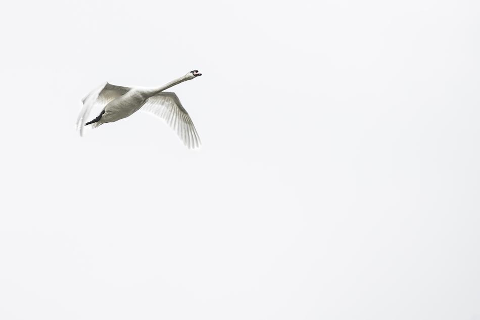 Swan Bird Swans Whooper