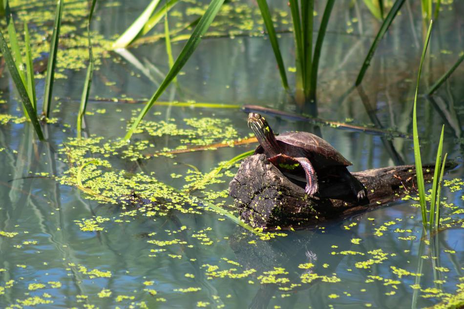 Turtle Painted Wild
