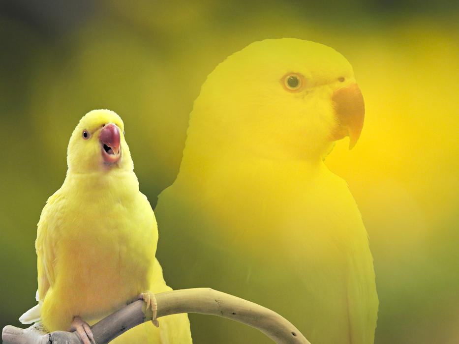 parrot screams yellow