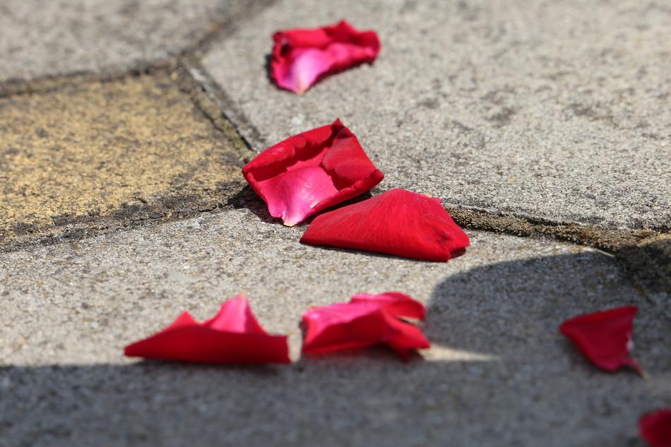 Corpus Christi Feast Red Rose