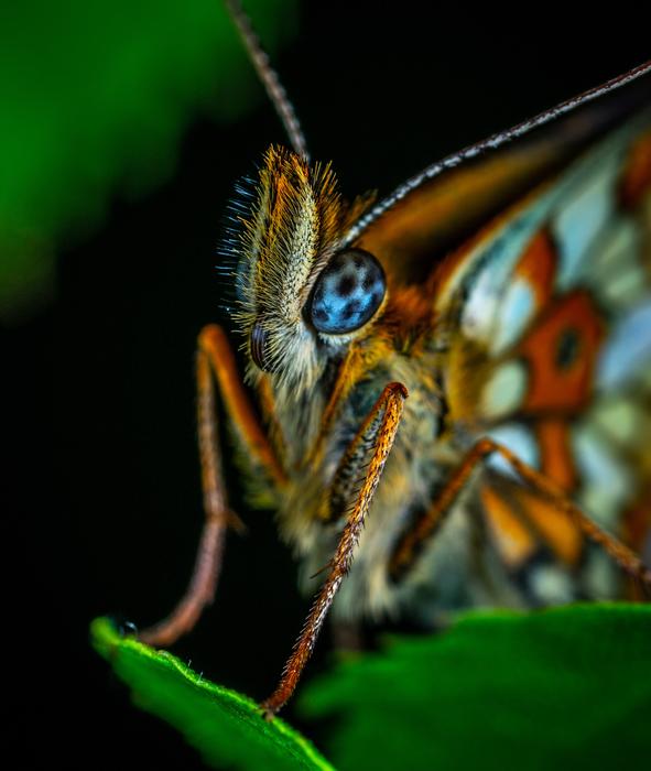 Macro Insect Bespozvonochnoe