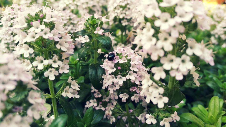 Black beetle on fragrant white flowers