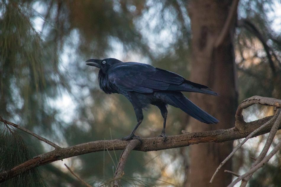 big black crow on a branch