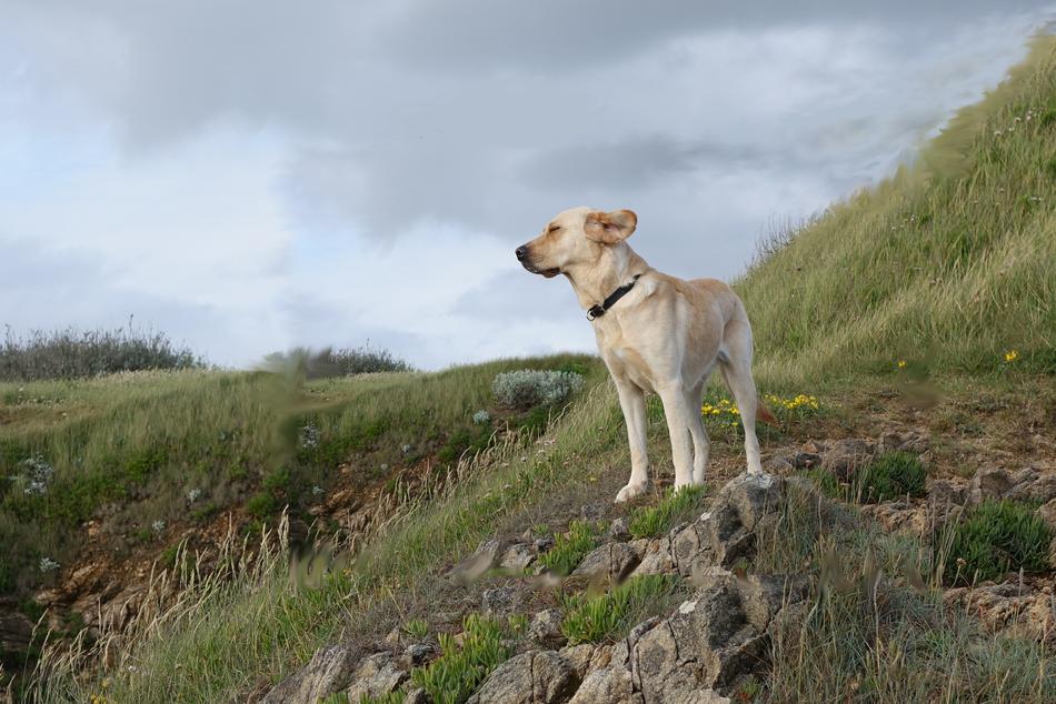 France Coast Dog