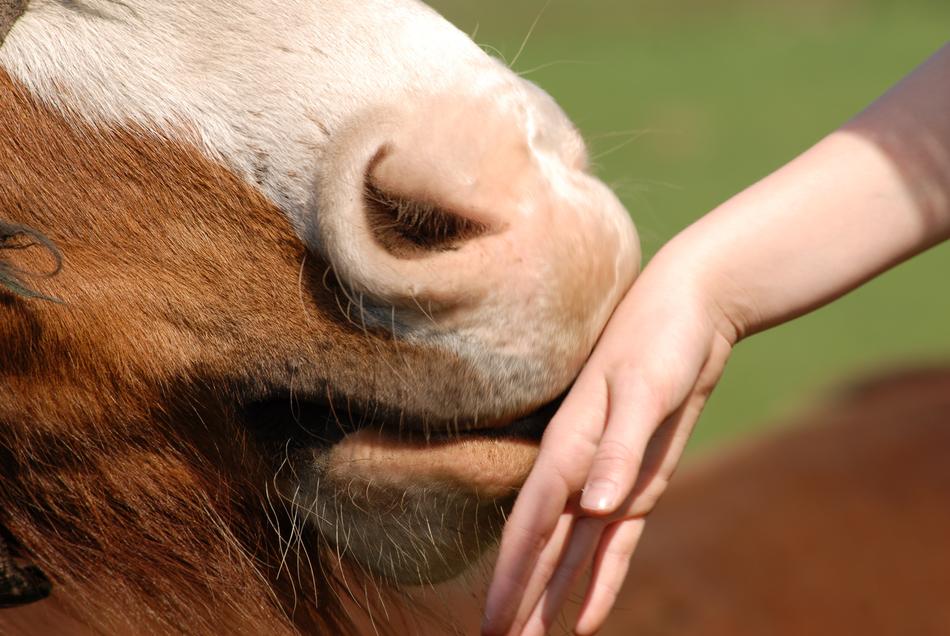 horse kisses the hand of the human