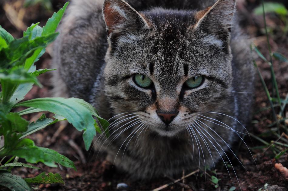 Cat Pictures Kitty