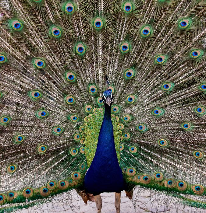 colorful peacock with an open tail