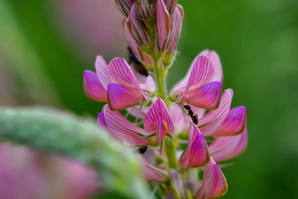 Chuck Sainfoin Ant Insect macro photo