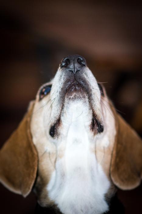 Head of pet dog
