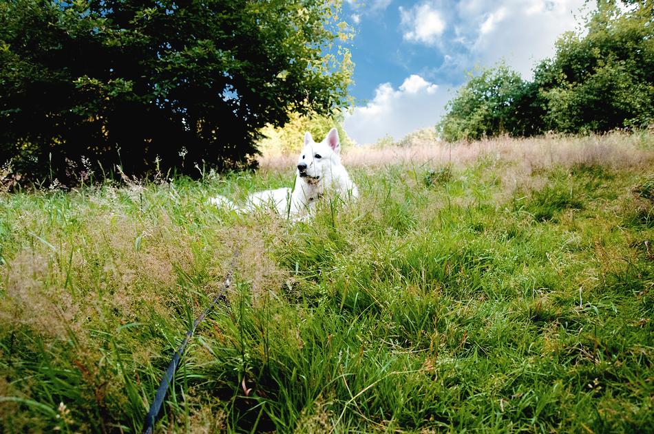 Dog Landscape Nature