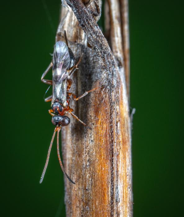 Macro