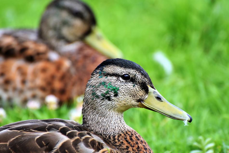 Duck Bird Water