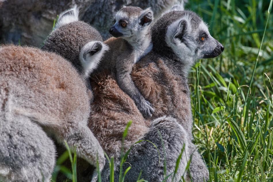 Ape Lemur Family Young