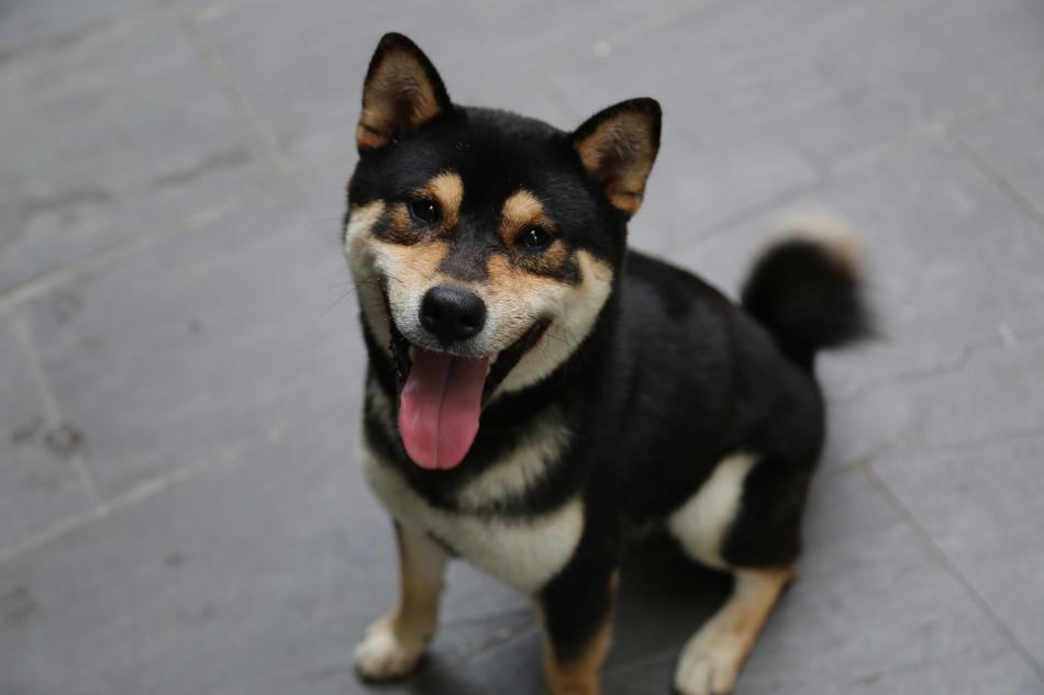 Pet