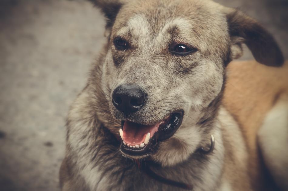 Dog Animal